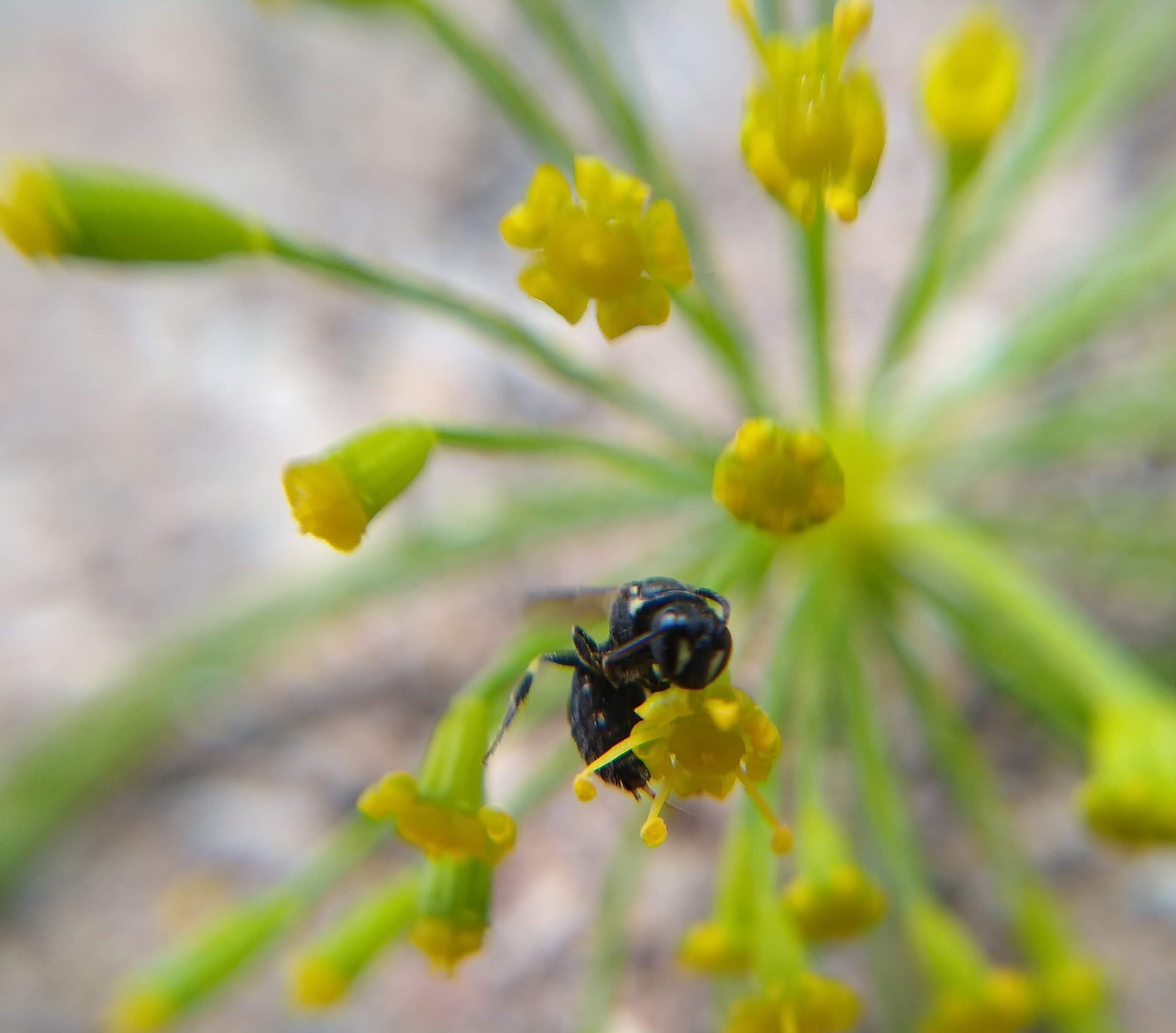 Yellow-faced bee